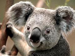 JBR Koala